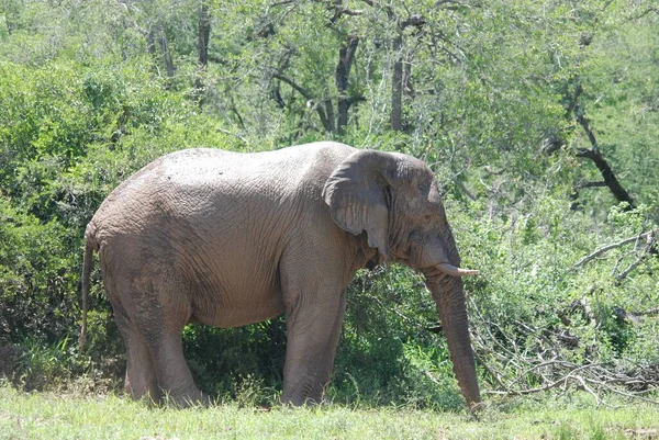 Elephant in Serengeti Tanzania. The Serengeti hosts the largest mammal migration in the world, which is one of the ten natural travel wonders of the world.
