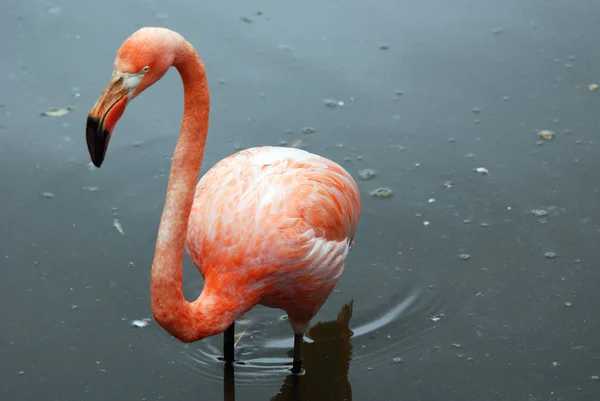Flamingos Género Ave Família Phoenicopteridae Existem Quatro Espécies Flamingo Nas — Fotografia de Stock