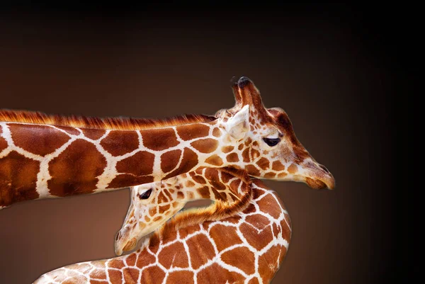 Giraffe Giraffa Camelopardalis Een Afrikaans Zoogdier Met Gelijke Tenen Het — Stockfoto