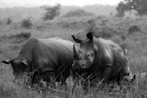 Rhinoceros Een Geslacht Van Hoefdieren Uit Familie Rhinocerotidae Twee Van — Stockfoto