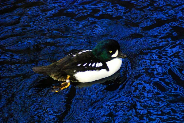 Nahaufnahme Eines Schönen Vogels — Stockfoto