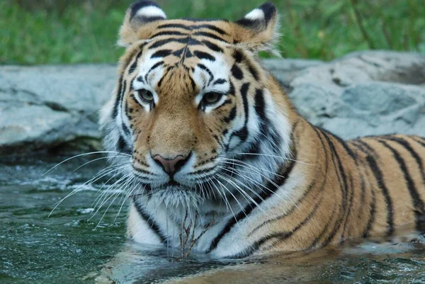 Der Tiger Panthera Tigris Gehört Zur Familie Der Felidae Und — Stockfoto