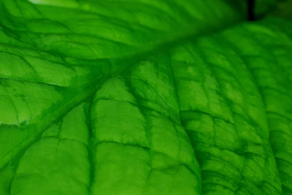 Perto Uma Folha Verde — Fotografia de Stock