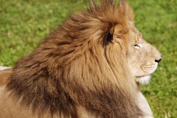 ライオンはパンテラ属の4匹の大きな猫のうちの1匹であり フェレイア科の一員である 体重が250Kgを超える雄もおり 虎に次ぐ第2位の大きさである — ストック写真