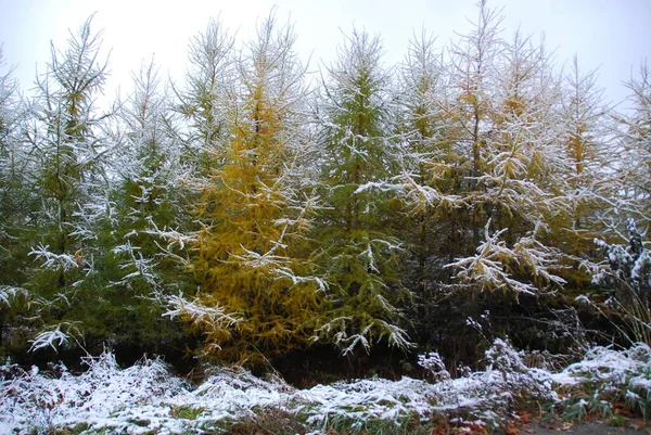Пізній Осінній Пейзаж Колоритними Деревами Снігом — стокове фото