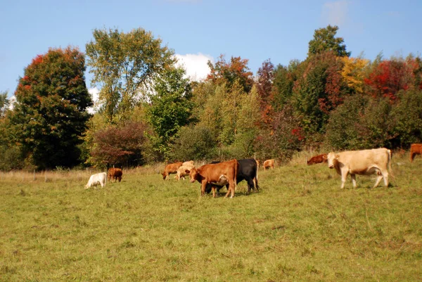 Cows Pasturing Bromont Canada — Stock Photo, Image