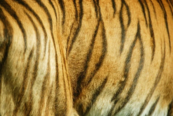 Close Van Het Gezicht Van Een Siberische Tijger — Stockfoto