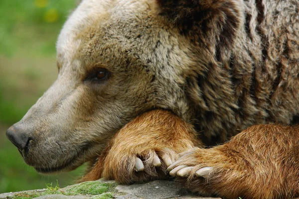 Urso Pardo Também Conhecido Como Urso Pardo Urso Pardo Uma — Fotografia de Stock