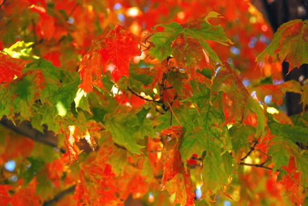 Colorful Autumn Leaves Quebec Canada — Stock Photo, Image