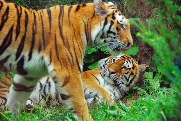 Тигр Panthera Tigris Член Семейства Felidae Является Крупнейшим Четырёх Больших — стоковое фото