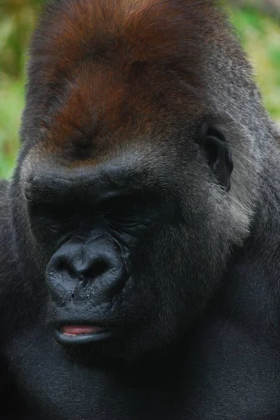 Gorillák Földlakó Túlnyomórészt Növényevő Majmok Amelyek Közép Afrika Erdeiben Élnek — Stock Fotó