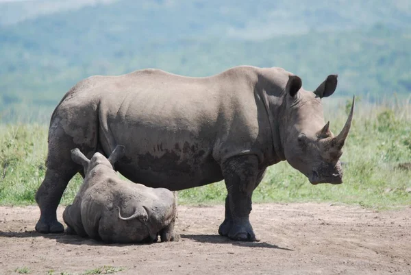 Mother Calf Rhinoceros Hluhluwe Imfolosi Park Νότια Αφρική — Φωτογραφία Αρχείου