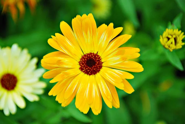 Καλοκαιρινό Λουλούδι Κίτρινα Πέταλα Βοτανική Και Χλωρίδα — Φωτογραφία Αρχείου