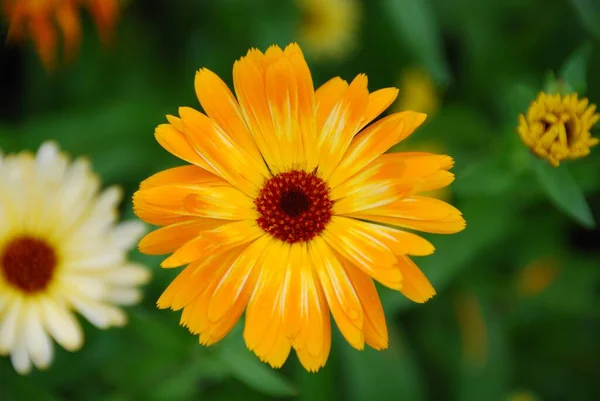 Καλοκαιρινό Λουλούδι Κίτρινα Πέταλα Βοτανική Και Χλωρίδα — Φωτογραφία Αρχείου