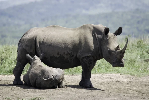 Mother Calf Rhinoceros Hluhluwe Imfolosi Park South Africa — Stock Photo, Image