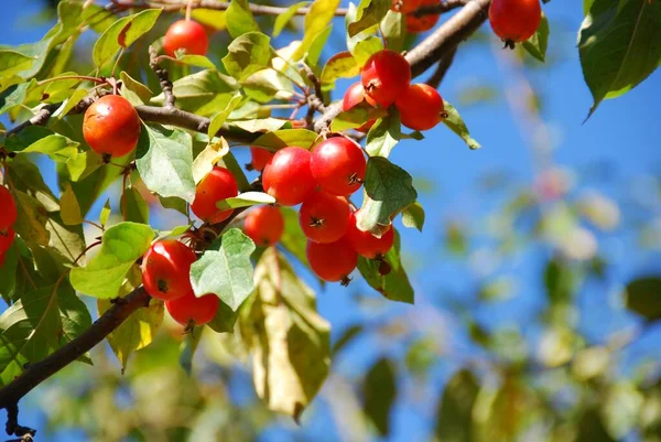 Cerises Mûres Rouges Sur Arbre — Photo