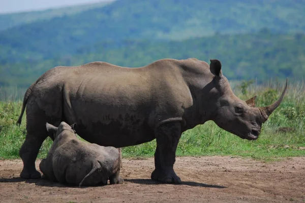 Rhinocéros Mère Veau Dans Parc Hluhluwe Imfolosi Afrique Sud — Photo