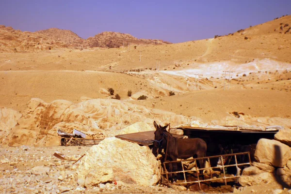 Cavallo Rosso Deserto Selvaggio — Foto Stock