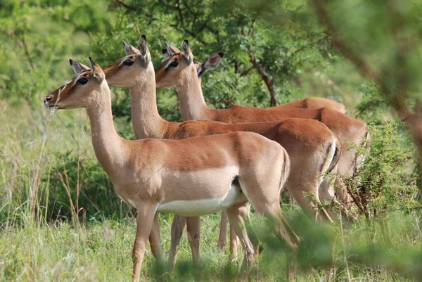 南非Hluhluwe Imfolosi公园的Impalas — 图库照片