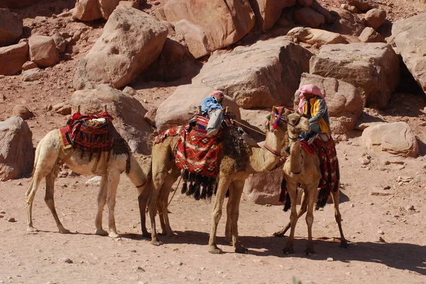 Petra Jordan 11月25日 未確認の男は2009年11月25日にラクダ乗りの観光客を待っているペトラ ヨルダン 乗り心地は20Jd ペトラは紀元前6世紀頃からナバティア王国の首都であった — ストック写真