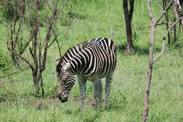 Zebra Hluhluwe Imfolosi Park Jihoafrická Republika — Stock fotografie