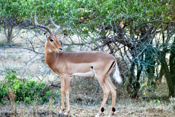 Gazella Spekei 是羚羊中最小的一种 它被限制在非洲之角 居住在石质的灌木丛 草场和半警戒区 — 图库照片