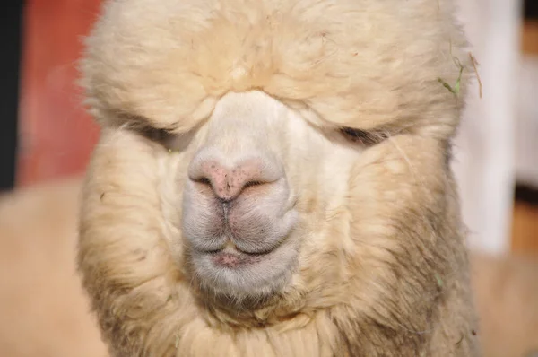 Alpaca Tämjd Art Sydamerikansk Kamelid Den Liknar Liten Lama Alpacas — Stockfoto
