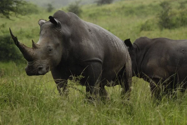 Nosorožec Také Známý Jako Nosorožec Skupina Pěti Existujících Druhů Kopytníků — Stock fotografie