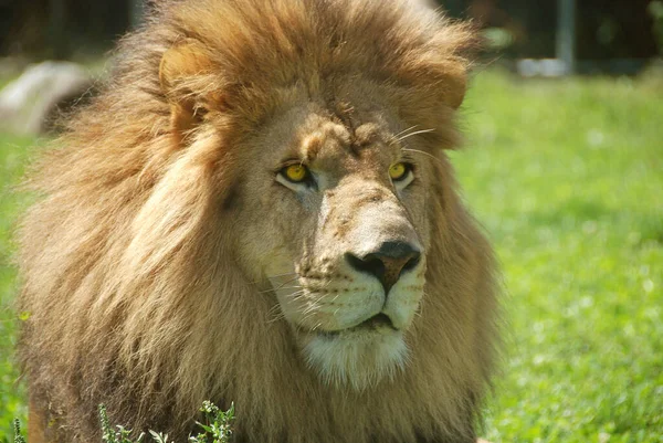 Lew Jest Jednym Czterech Dużych Kotów Rodzaju Panthera Członkiem Rodziny — Zdjęcie stockowe