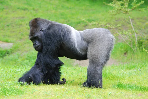 Gorillák Főemlősök Legnagyobb Fajai Földlakó Túlnyomórészt Növényevő Majmok Amelyek Közép — Stock Fotó