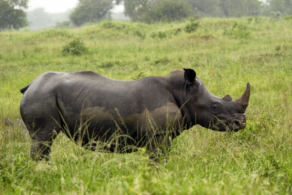 Rinoceronte También Conocido Como Rinoceronte Grupo Cinco Especies Existentes Ungulados —  Fotos de Stock