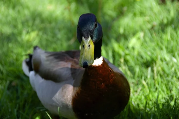 Anka Grönt Gräs — Stockfoto