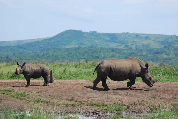 Rhinocéros Mère Veau Dans Parc Hluhluwe Imfolosi Afrique Sud — Photo