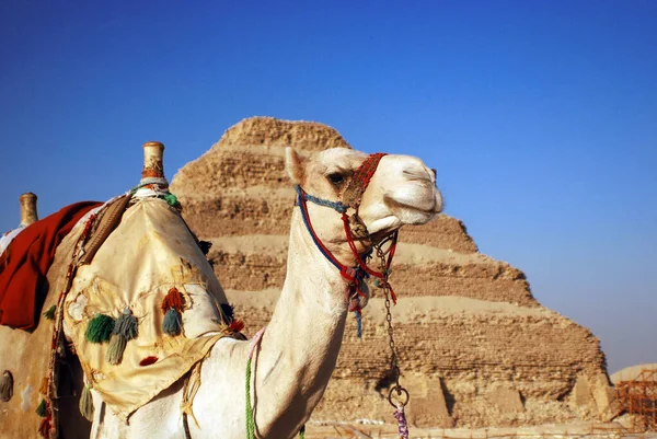 Mısır Piramidi Yakınlarındaki Çölde Deve — Stok fotoğraf