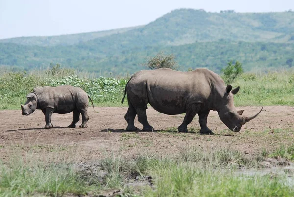 Rhinocéros Mère Veau Dans Parc Hluhluwe Imfolosi Afrique Sud — Photo