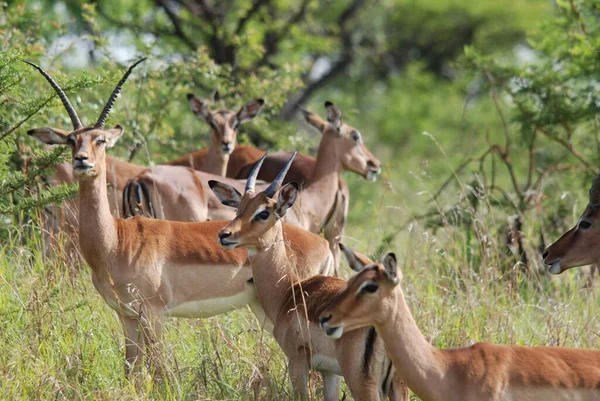 Impaly Parku Hluhluwe Imfolosi Jihoafrická Republika — Stock fotografie