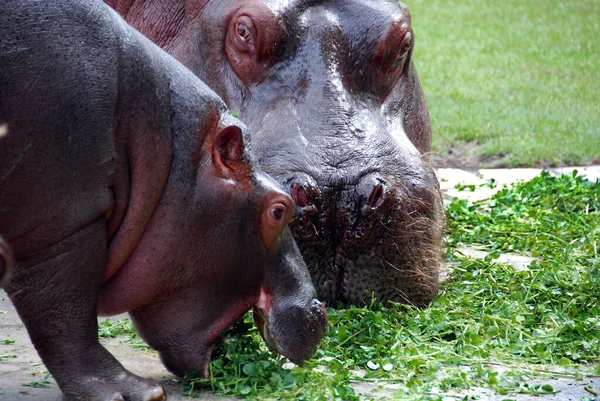 Familia Hipópotamus Hipópopotamus Amphibius Hippo Del Griego Antiguo Para Caballo —  Fotos de Stock