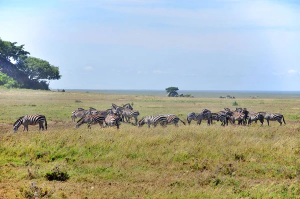 Zebra Serengeti Tanzania Serengeti Herbergt Grootste Zoogdiermigratie Ter Wereld Een — Stockfoto