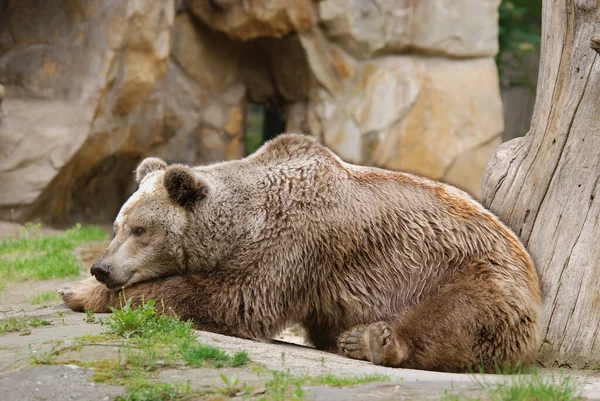 Грізлі Вий Ведмідь Англ Grizzly Bear Підвид Бурого Ведмедя Який — стокове фото