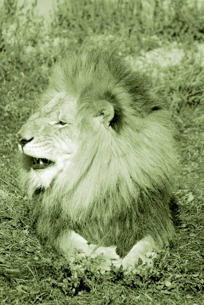 Leão Dos Quatro Grandes Felinos Gênero Panthera Membro Família Felidae — Fotografia de Stock