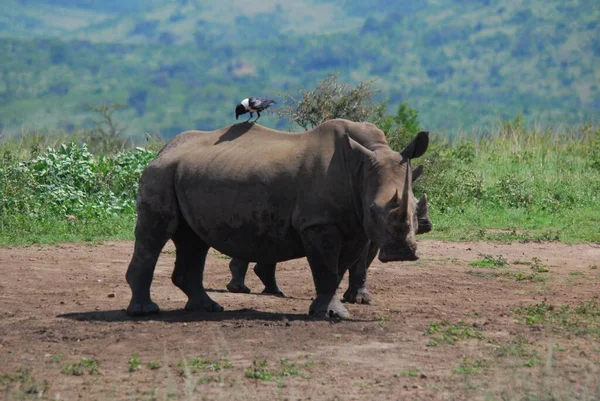 Мати Малюк Носороги Парку Глулулулуве Імфолісі Південна Африка — стокове фото