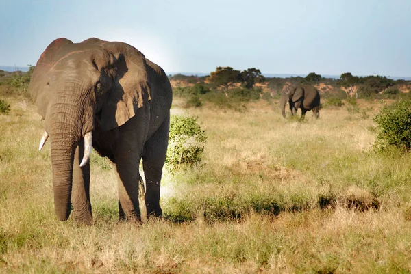 Elefant Krüger Park Südafrika — Stockfoto