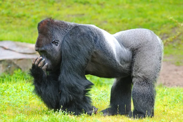 Gorillor Den Största Existerande Arten Primater Marklevande Främst Växtätande Apor — Stockfoto