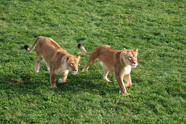 Oroszlán Panthera Nemzetségbe Tartozó Négy Nagymacska Egyike Felidae Család Tagja — Stock Fotó