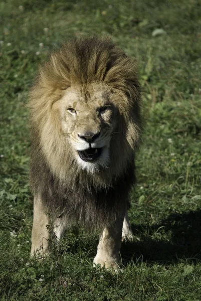 Lew Jest Jednym Czterech Dużych Kotów Rodzaju Panthera Członkiem Rodziny — Zdjęcie stockowe