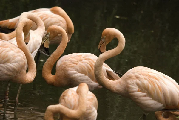 Flamingolar Veya Flamingolar Phoenicopteridae Familyasından Bir Kuş Türü Amerika Dört — Stok fotoğraf