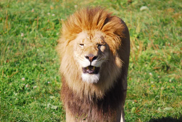 ライオンはパンテラ属の4匹の大きな猫のうちの1匹であり フェレイア科の一員である 体重が250Kgを超える雄もおり 虎に次ぐ第2位の大きさである — ストック写真