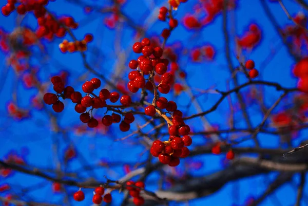 Frutas Vermelhas Maduras Rowan Contra Raios Sol Árvore Cinza Montanha — Fotografia de Stock