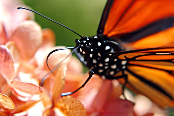 Zbliżenie Motyla Wiosenny Kwiat — Zdjęcie stockowe
