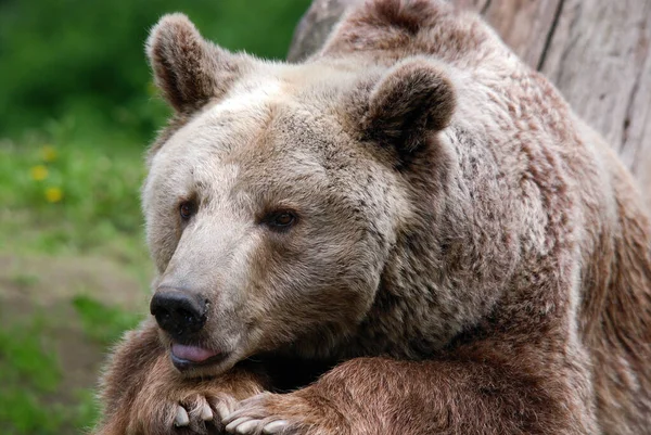 Urso Pardo Também Conhecido Como Urso Pardo Urso Pardo Uma — Fotografia de Stock